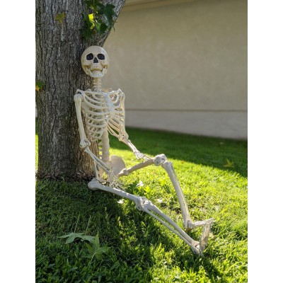Squelette de base complet de 60 pouces